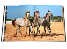 Load image into Gallery viewer, Arabian Horses
